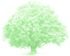 grüner Eichenbaum